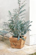 Eucalyptus 'Gunnii' - 40-60cm-