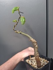 small leaved lime bonsai