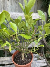 Orange Citrus Plant