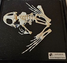 Frog Skeleton Taxidermy