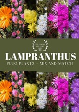 Lampranthus (Ice Plants)