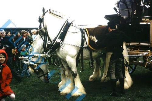 Dray horses harness on - ,