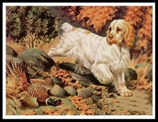 CLUMBER SPANIEL AND PHEASANT