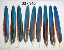 Parrot Macaw Feather Crafts