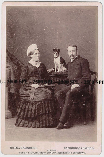 Terrier dog cabinet photograph - dog,