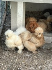 12+ Fertile Silkie Hatching