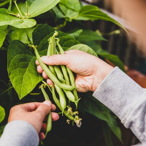 Climbing french bean blue - climbing,
