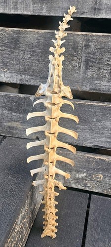 Sheep vertebrae spine bone - sheep,