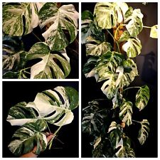 Variegated Monstera Deliciosa