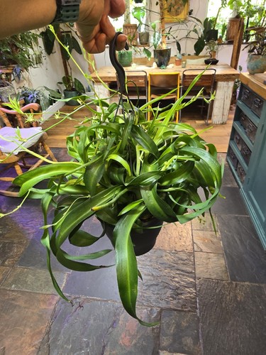 The bonnie spider plant - bonnie,