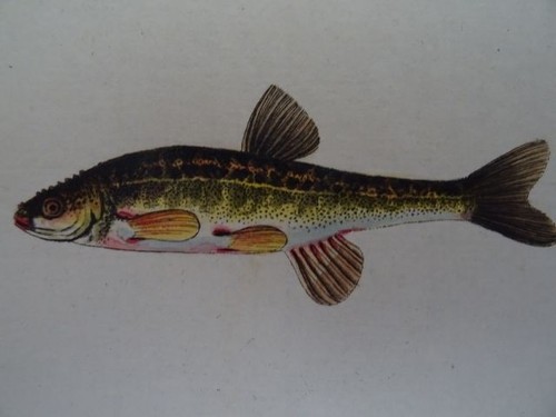 Meidinger cyprinus aphya - meidinger,