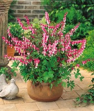 Dicentra Rose Bleeding Heart