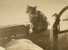 Snapshot Beautiful Cat Kitten