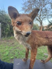 Tall Fox Taxidermy  - Free Standing - Vintage Taxidermy