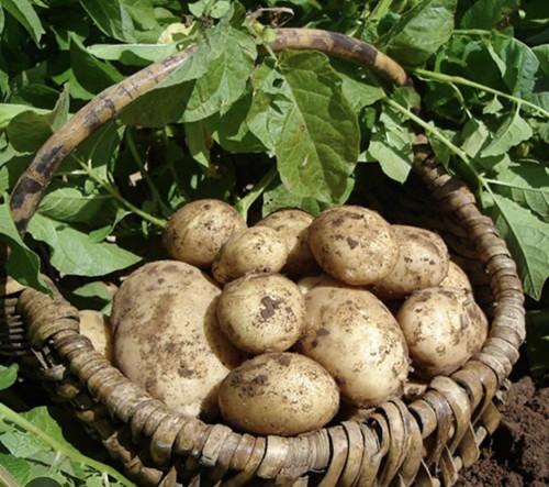 Seed potato first - potato,