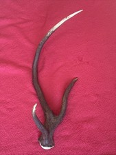 PAIR OF FANCY RED DEER ANTLERS