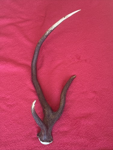 Fancy red deer antler 484g - antler,