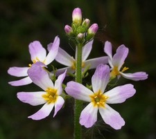 5 X STRANDS WATER VIOLET WITH