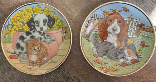 Avon puppies and kittens - avon, 2