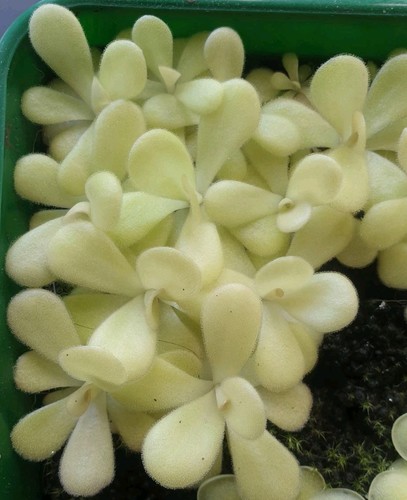 Pinguicula agnata - agnata,