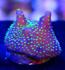 Tri Coloured Acro Acropora SPS