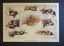 DANDIE DINMONT TERRIER DOG Art