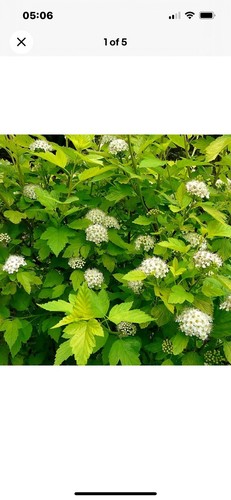 Physocarpus darts gold - physocarpus,