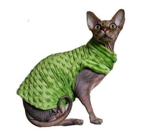 Kitten comfy soft - kitten, sphynx