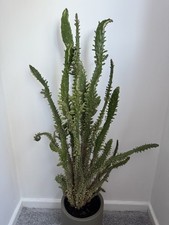 Cactus (Josephs Coat) Rooted House Plant Propagation / Cutting