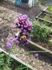 Verbena bonariensis hardy - 3, x
