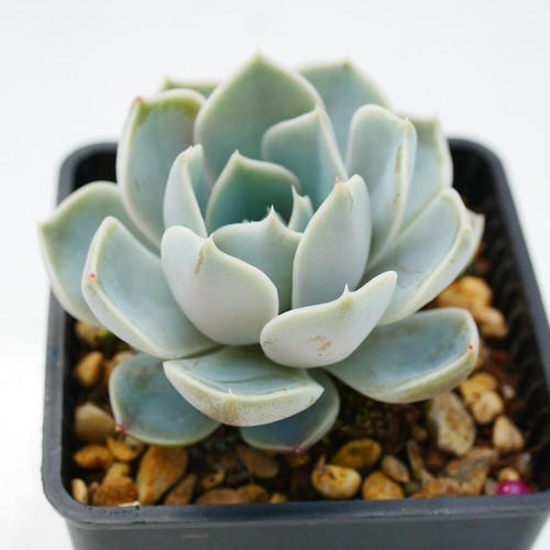 Echeveria snow bunny cm - snow, 4
