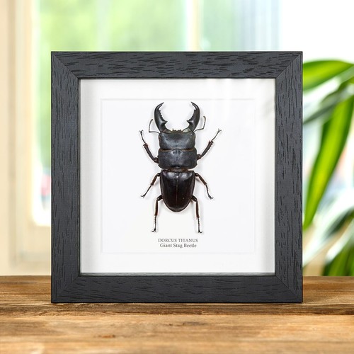 Giant stag taxidermy beetle - giant,