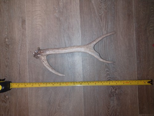 Sika deer antler - sika,