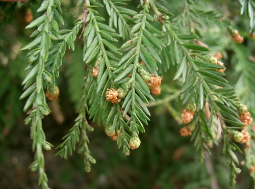 Sequoia sempervirens coastal - sequoia,