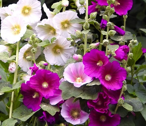 130x hollyhock antwerp - antwerp, mix