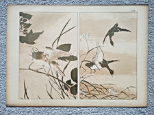 Anonymous Study of Birds -