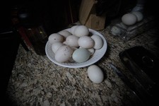 Duck hatching eggs - 12+,