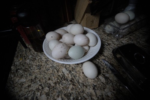 Duck hatching eggs - 12+,
