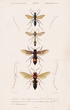 Vespa Cineta Wasps Hornets