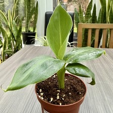 Banana Plant Musa Dwarf