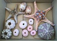 Sea Urchins, Starfish, Seashell mixed bundle