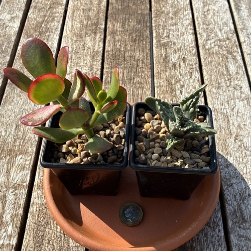 For succulent plants end - for, plants,