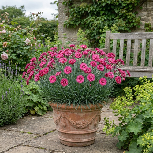 Dianthus sugar raspberry - dianthus,
