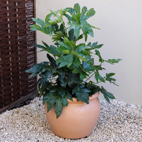 Primrose terracotta style - primrose,