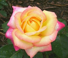 ROSE Peace - Fragrant Hybrid
