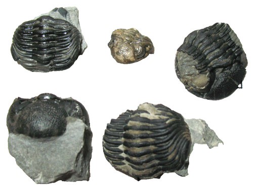 Devonian trilobite fossil - devonian,