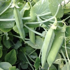 6x Pea Onward Plug Plants