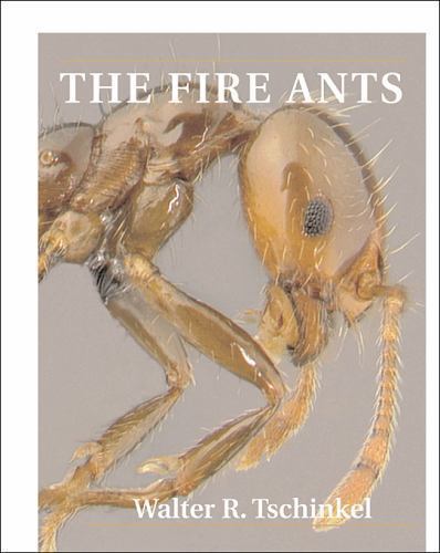 The fire ants walter - ants, r