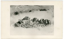 COCKER FIELD SPRINGER SPANIEL