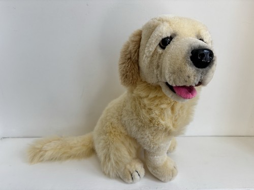 Golden retriever labrador - golden,